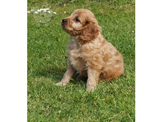 PoulaTo: Cocker spaniel